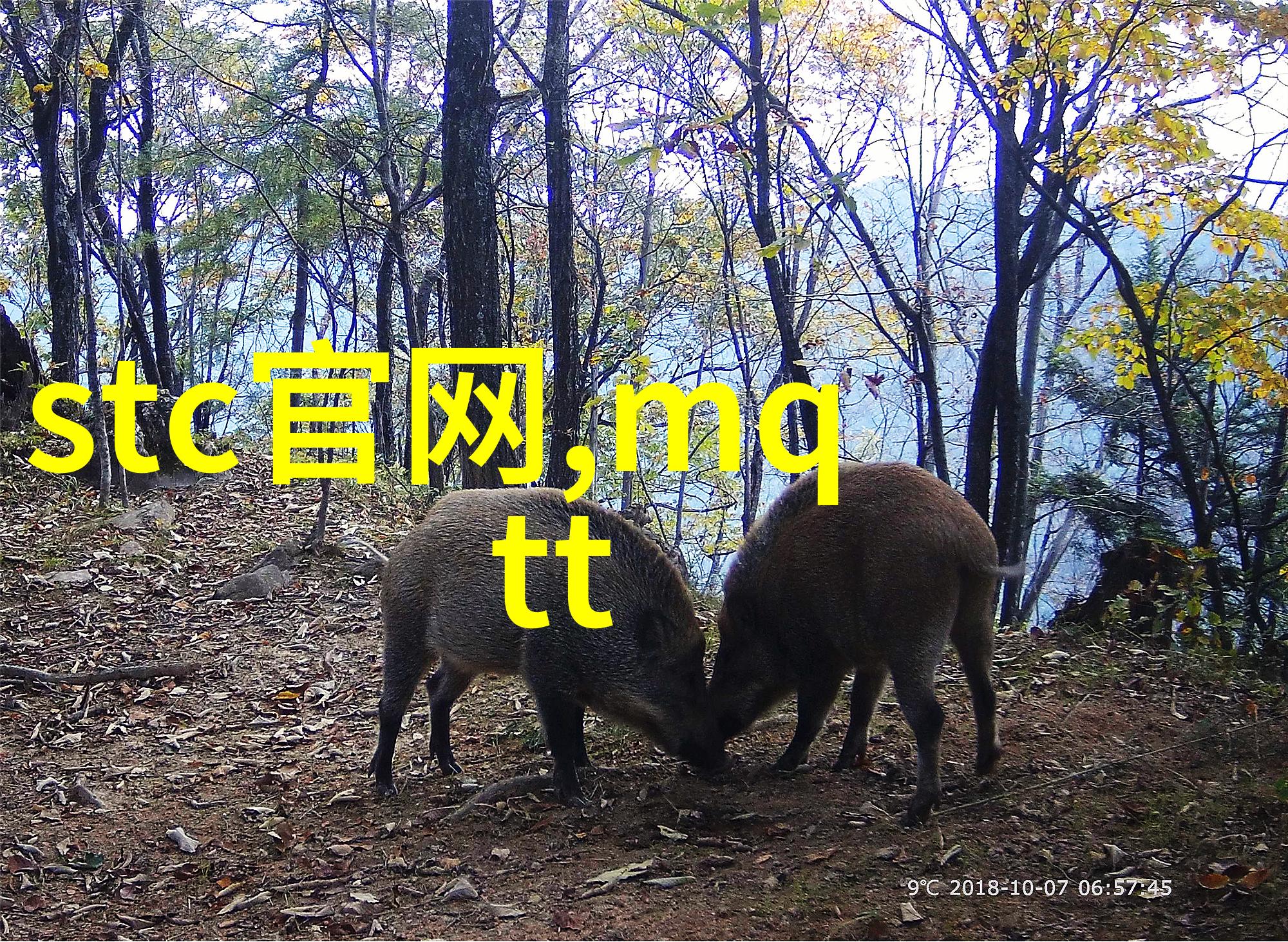 江岸有枝一条生命的流转