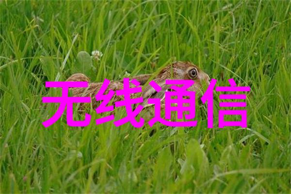 后营露营第一季无增减-不变的初心后营露营第一季的真实探秘