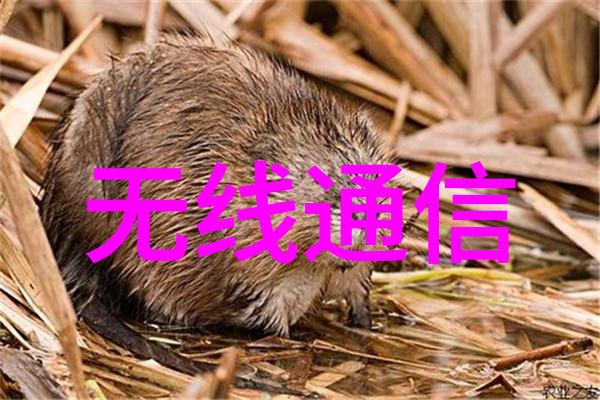 输送带-高速输送带系统的创新应用与挑战
