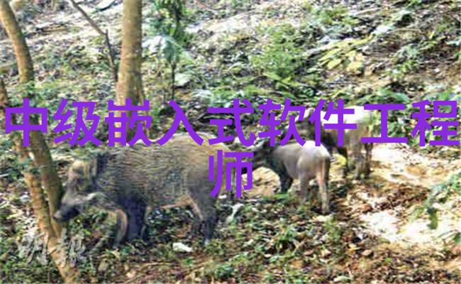 倍智人才测评怎么通过-精准攻略助你一举登顶倍智人才测评