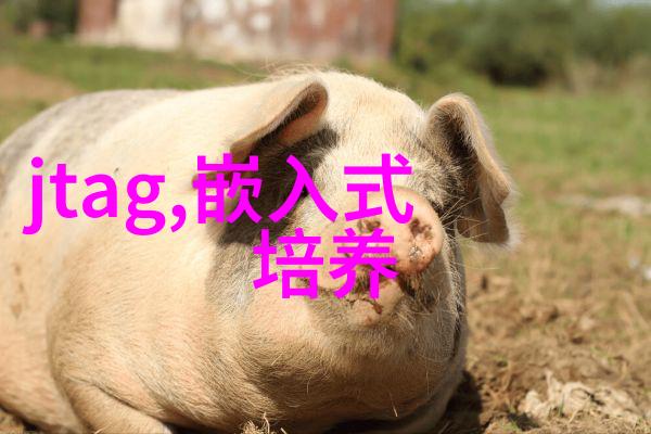 功能最全的智能手表健康管理运动追踪通知提醒支付转账